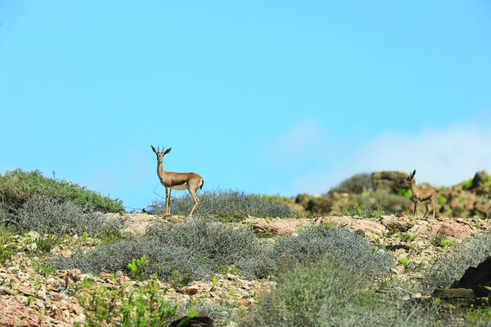 رصد أنواع من الغزال العربي بعدد من المواقع