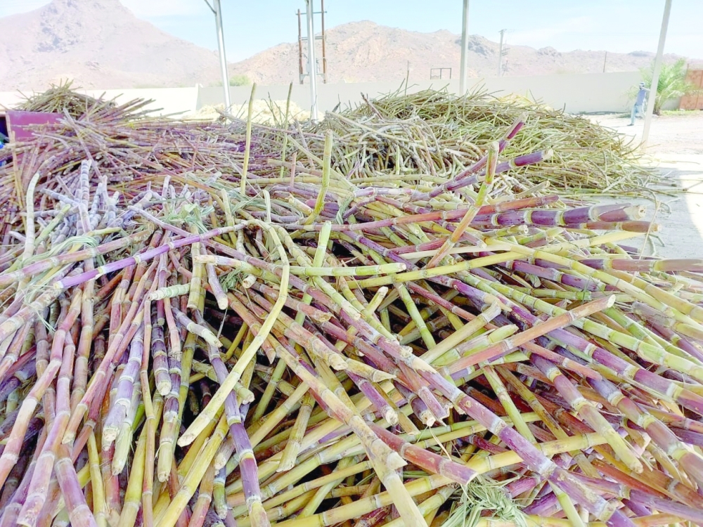 من حصاد قصب السكر وتصنيع السكر الأحمر
