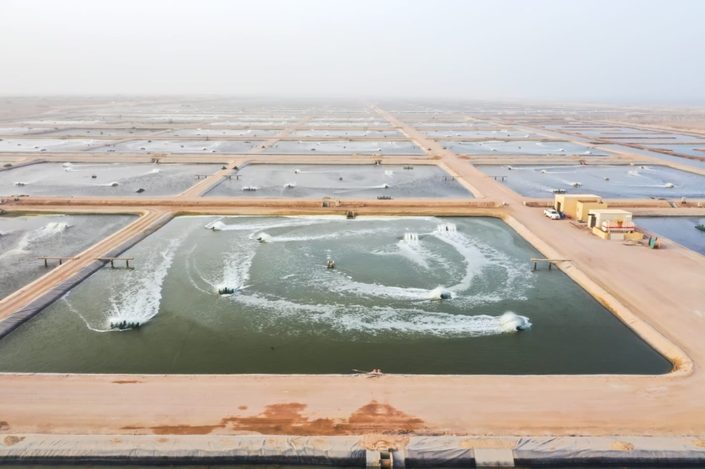 الإنتاج المحلي من الاستزراع السمكي ينمو 90 بالمائة في 2022م مقارنة بالعام الأسبق.