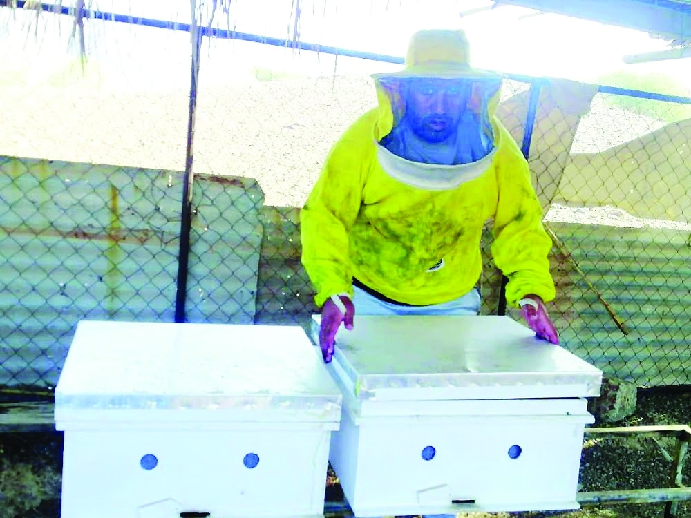 أحد مربي النحل يقدم العناية لخلايا العسل 