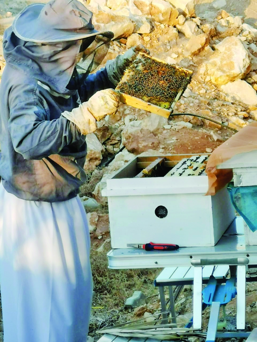 المتابعة المستمرة لخلايا النحل يسهم في الحفاظ على نشاط النحل ومحاربة بعض أعداء النحل.