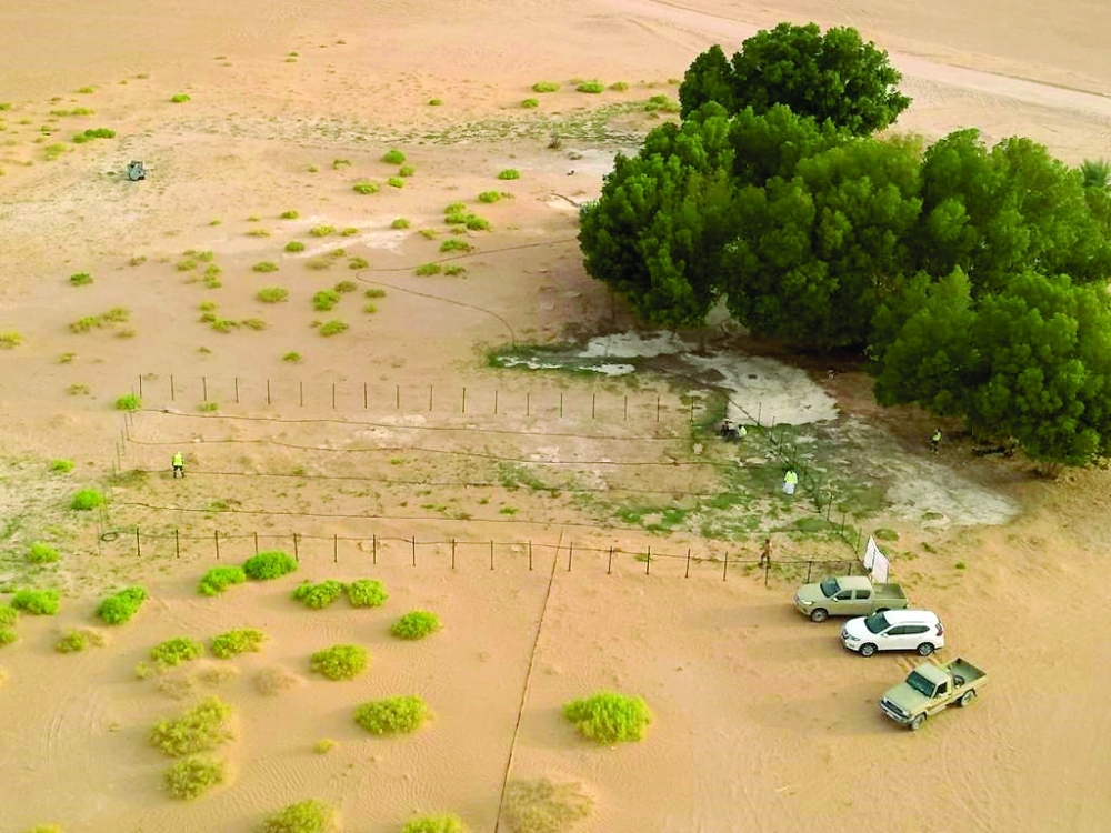 موقع زراعة الأشجار ضمن مبادرة "ظلال الصحراء"