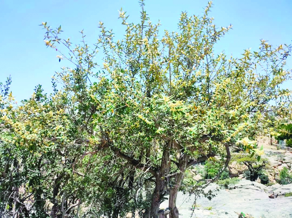 أشجار العتم بالجبل الشرقي