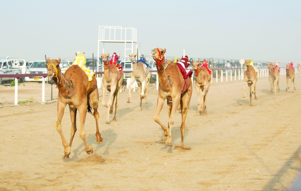 جانب من منافسات المهرجان السنوي الماضي لسباقات الهجن