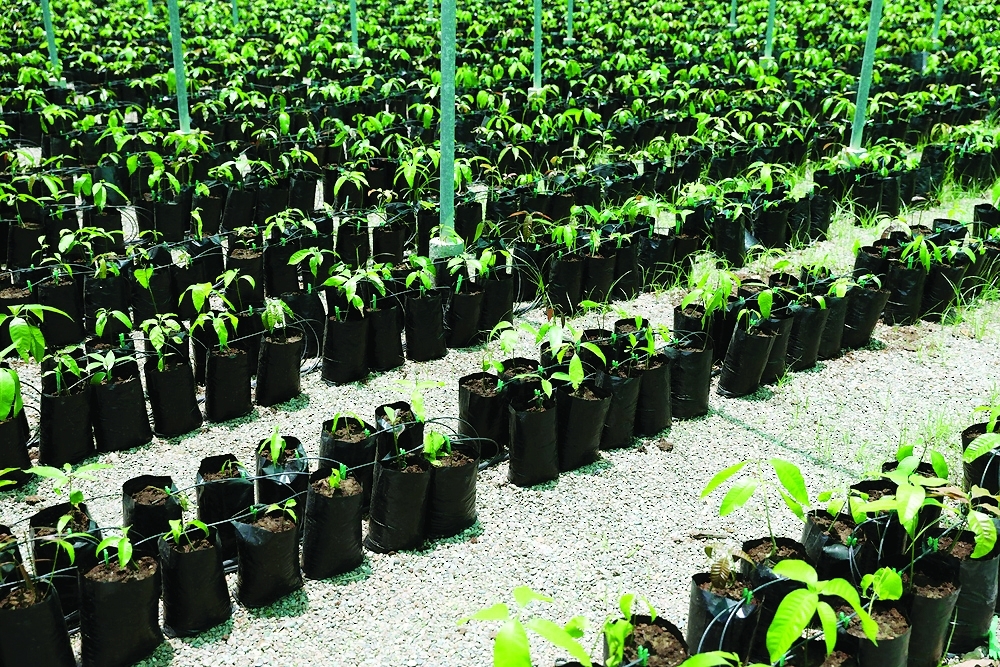 المشاريع المموله تشمل تنمية القطاع النباتي وتطوير نظم الري التقليدي 