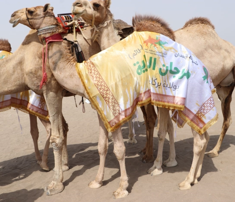 احدى النوق الفائزة بأشواط المزاينة