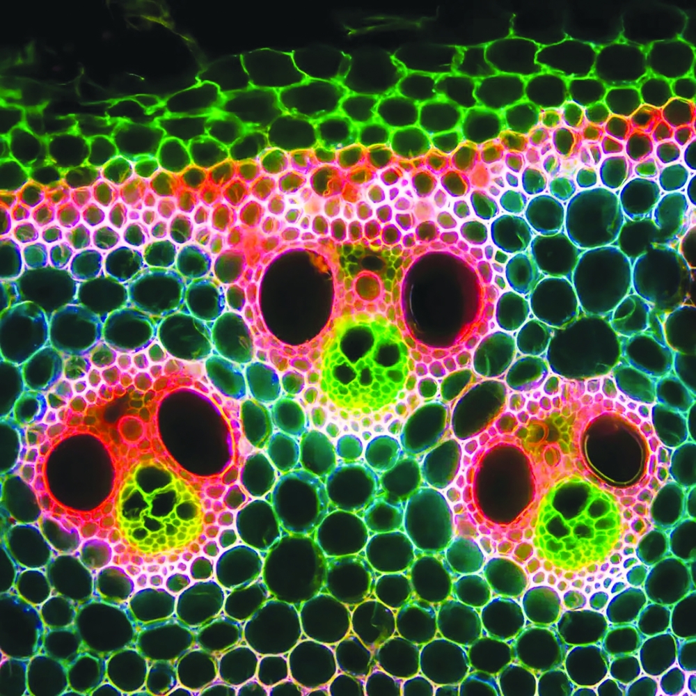 مقطع عرض لساق نبات الفراغميت
