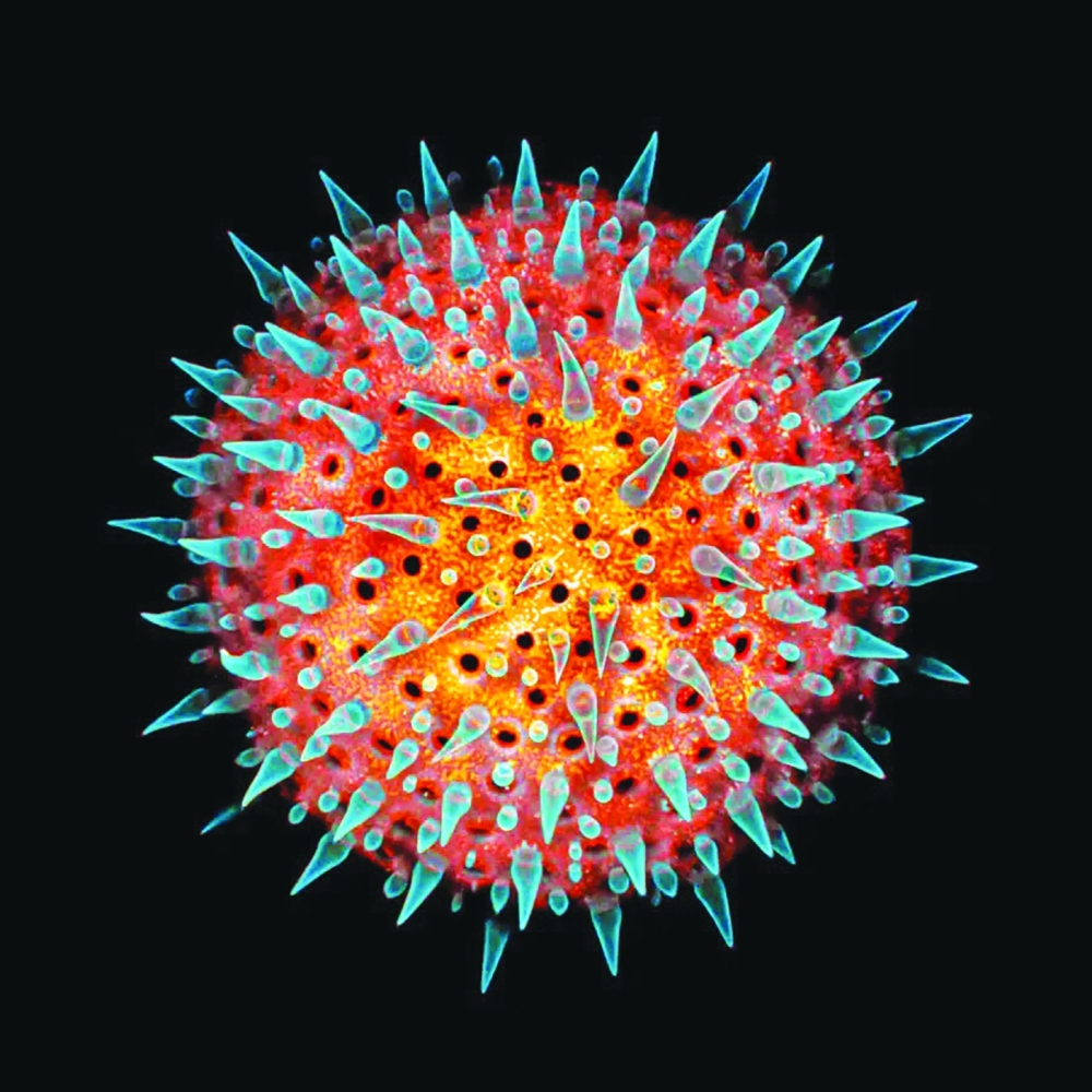 حبة لقاح نبات الخطمي معروضة باستخدام مجهر متحد البؤر
