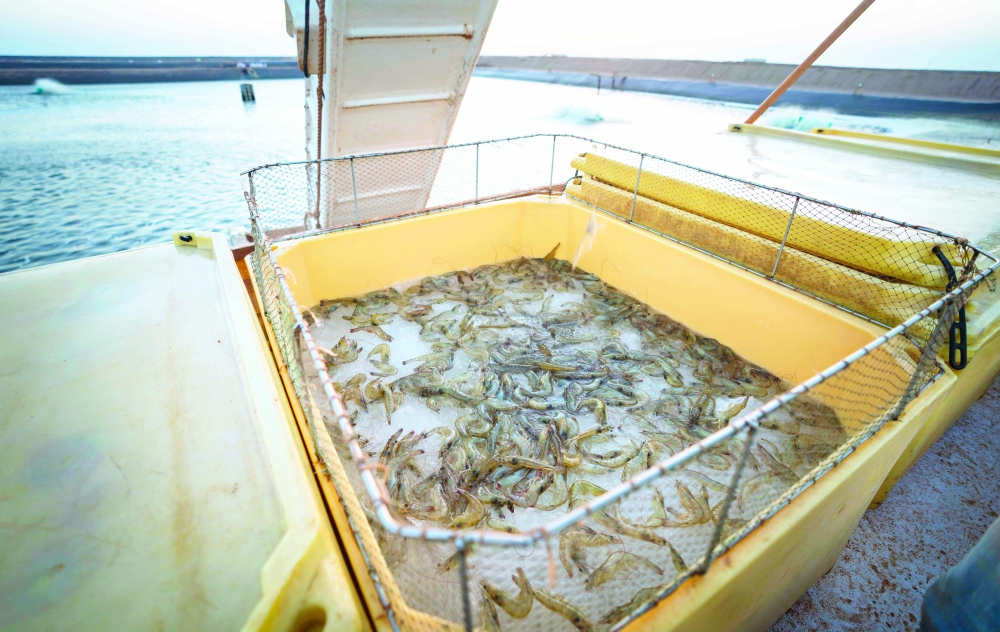 يصل الإنتاج السنوي للمشروع إلى 3700 طن من الروبيان في 2024