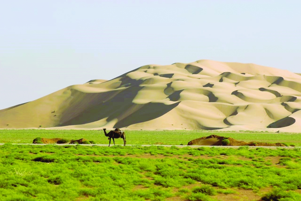 منطقة رملة جديلة بعد موسم الأمطار والعشب يغطي المكان