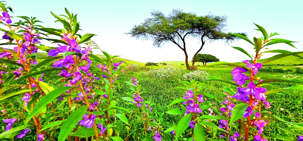 تنوع الغطاء النباتي في جبال محافظة ظفار