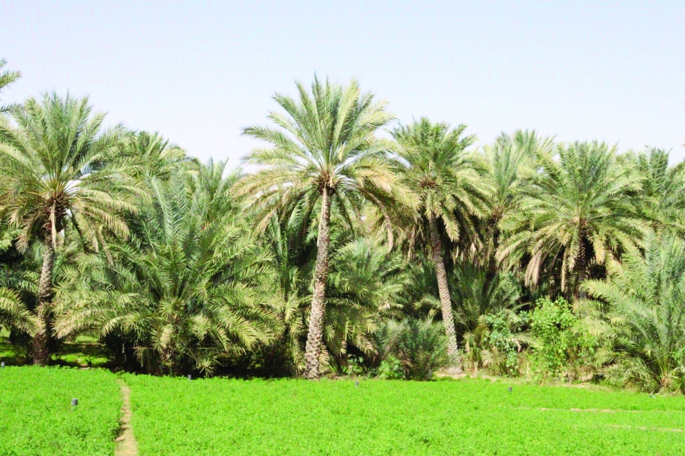 زراعة غنية ومناظر طبيعية خلابة ببلدة دوت
