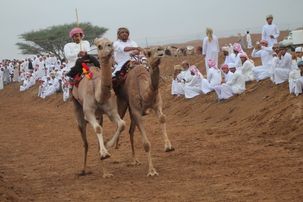 من سباقات عرضة الهجن ببدية