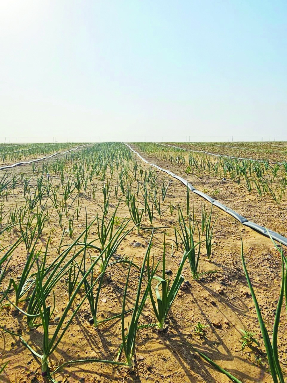 من المحاصيل