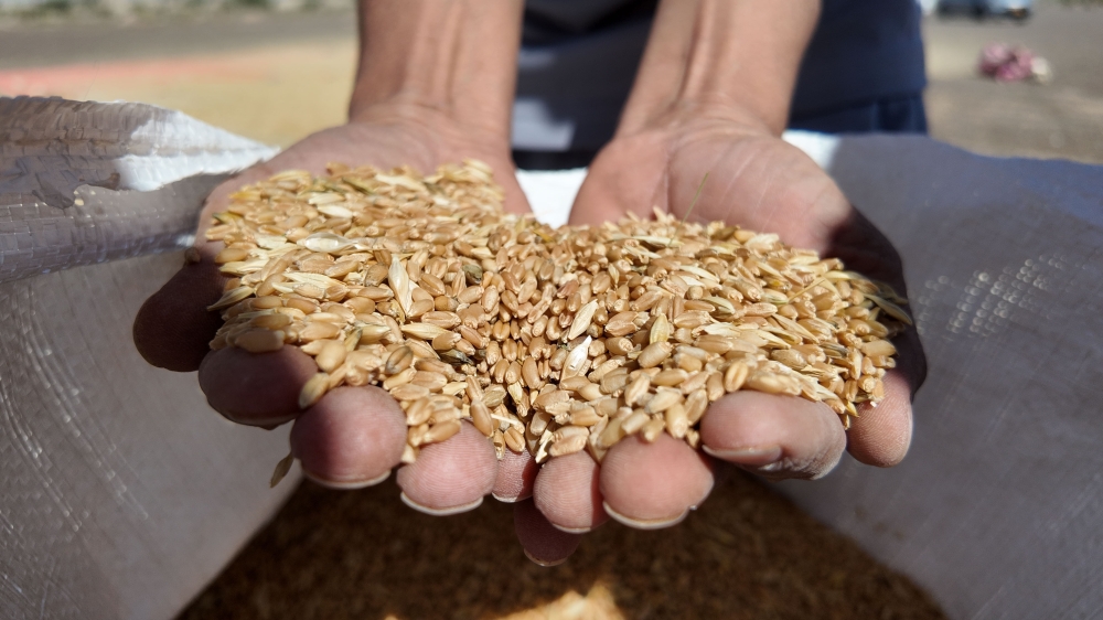 
حصاد محصول القمح بولاية المضيبي