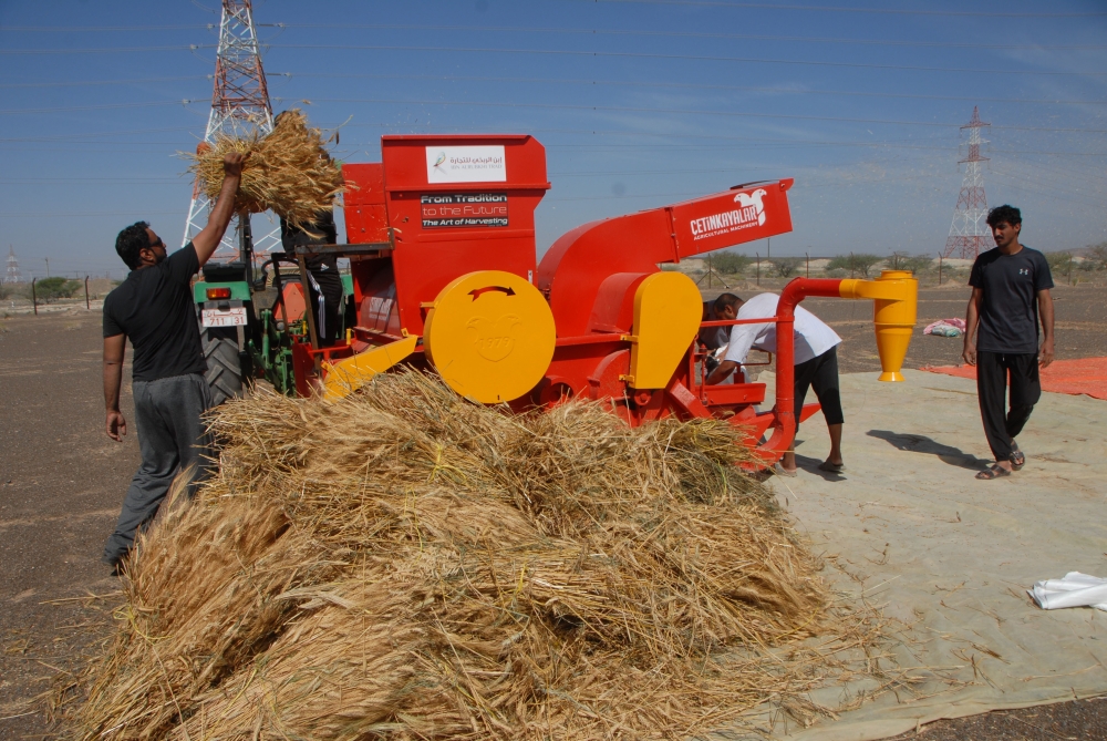 حصاد محصول القمح بولاية المضيبي