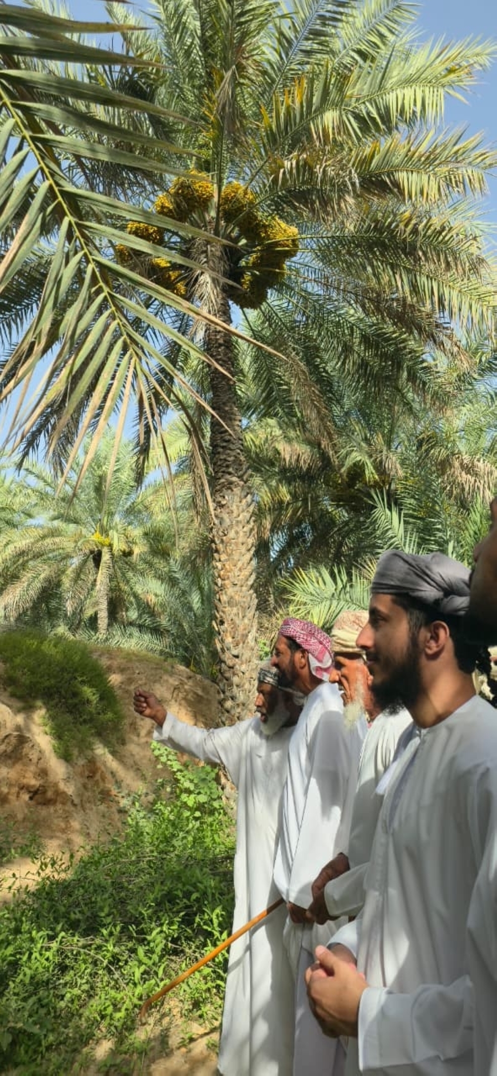 توافد المزارعين والتجار ومربي الثروة الحيوانية إلى مواقع الطناء 